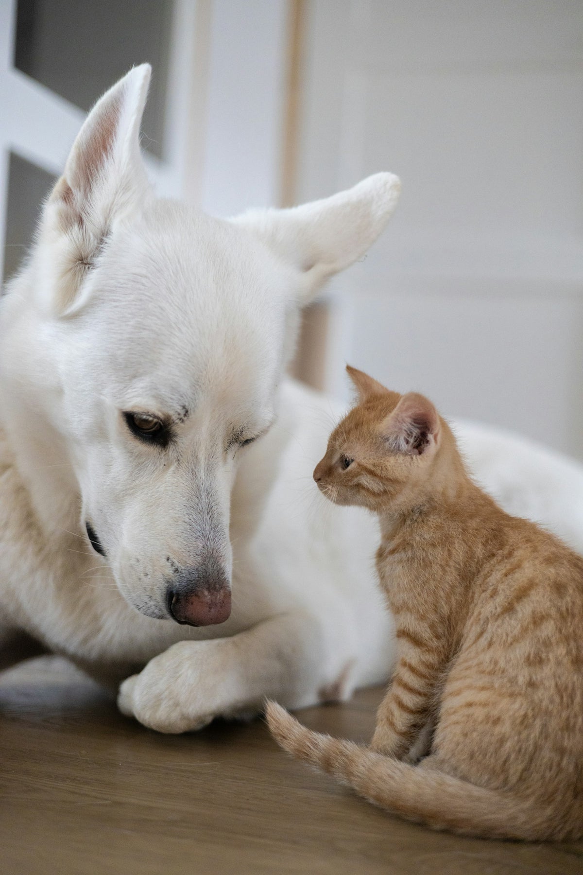 Un berger blanc penché vers un chaton roux, sur un parquet clair