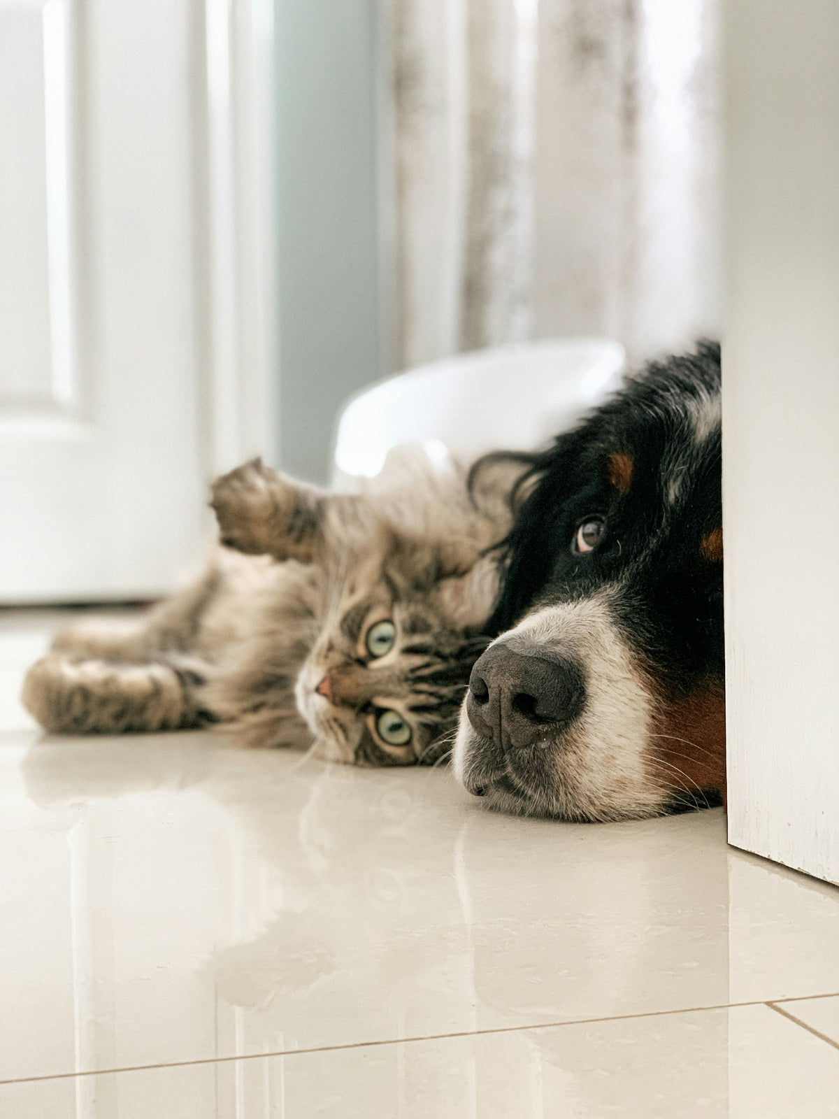 Un chat tigré et un bouvier bernois allongés côte à côte sur un carrelage clair