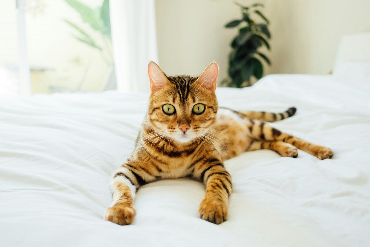 Un chat tigré allongé sur une couette blanche