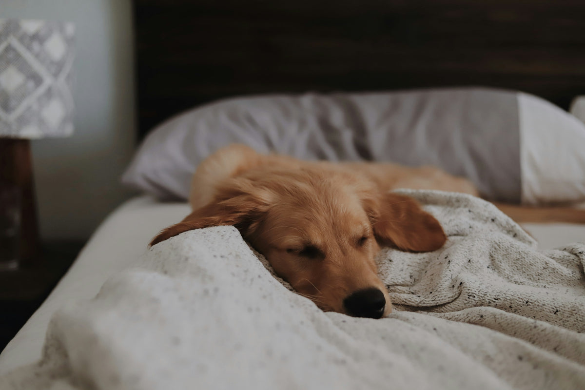 Un chien roux à poil long couché sur un lit blanc